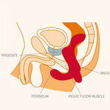 FUN FACTORY Duke Prostate Stimulator